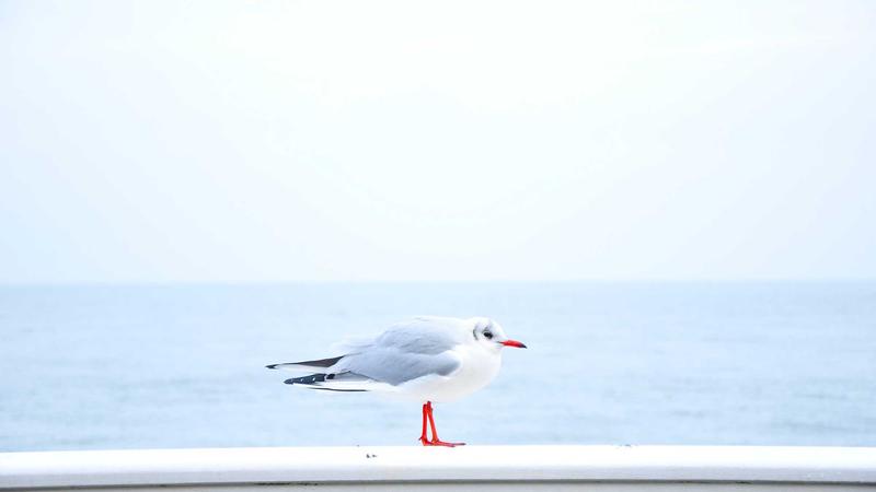 视频网站版权采购与分账模式演变